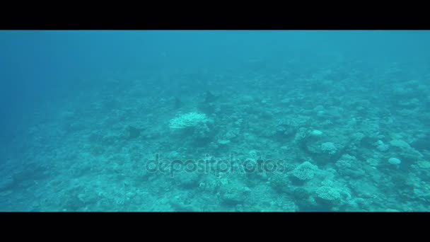 Baile de rayo águila sobre el arrecife de coral, Atolón Ari, Maldivas
 - Metraje, vídeo