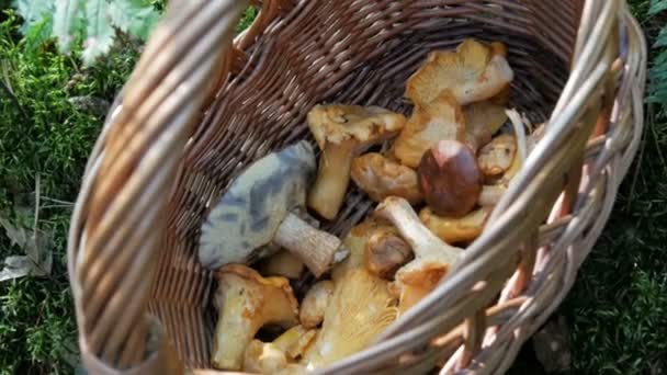 Mushroom picking. Childrens hands fold the collected mushrooms into a basket - Footage, Video