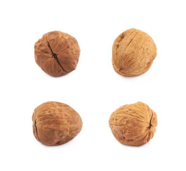 Single walnut isolated - Foto, immagini