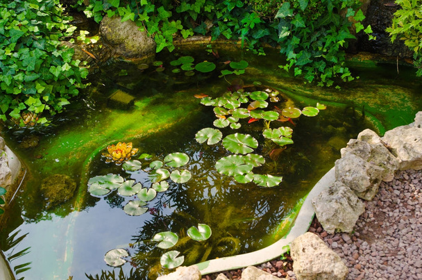 池のスイレンの葉 - 写真・画像