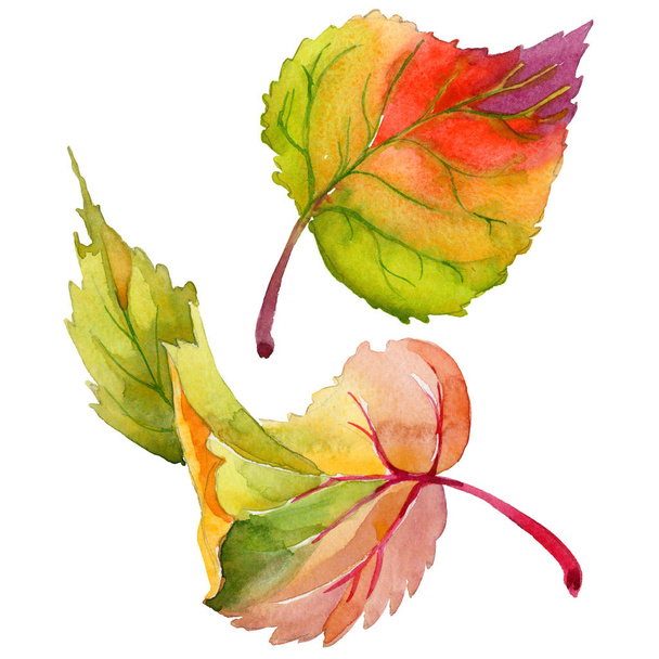 Autumn leaf of poplar in a hand-drawn watercolor style isolated. - Foto, Bild