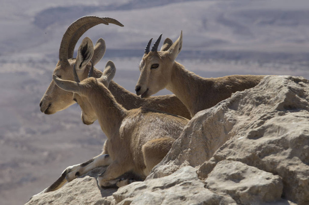 Trois chèvres de montagne reposent sur les pierres au-dessus de l'abîme dans le J
 - Photo, image