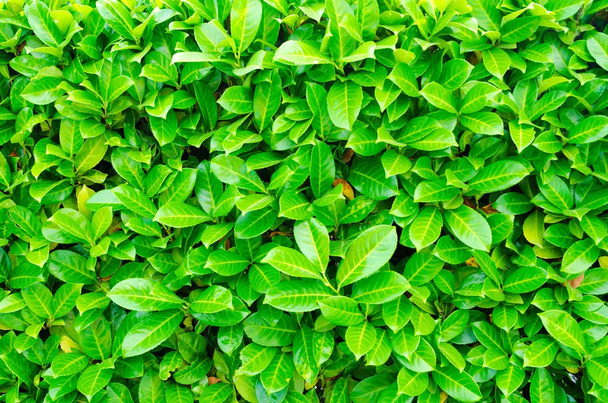 zelené listy jako pozadí - Fotografie, Obrázek