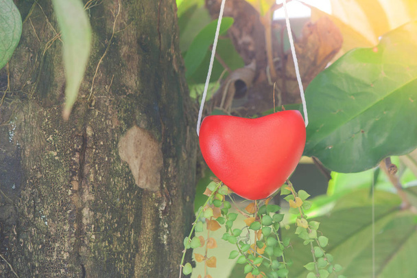 Happy Valentine den koncept: Červený závěs tvar srdce visí na zelený strom s pozadím slunečního světla ve stylu vintage. (Měkké zaostření) - Fotografie, Obrázek