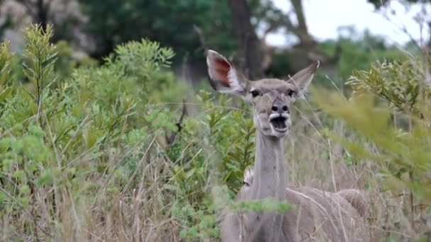 egy női kudu felé kamera felkérődzött táplálék rág - Felvétel, videó