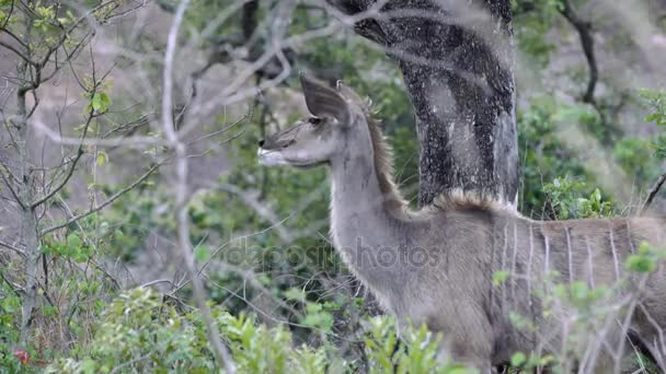ένα θηλυκό kudu μασά cud - Πλάνα, βίντεο