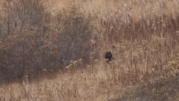Черный медвежонок граничит с полем осенью
 - Кадры, видео
