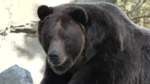 barna medve sziklák - Felvétel, videó