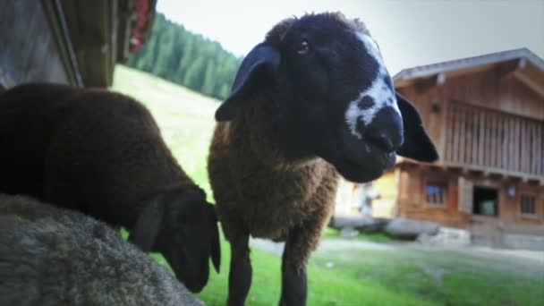 primo piano volto di agnello
 - Filmati, video
