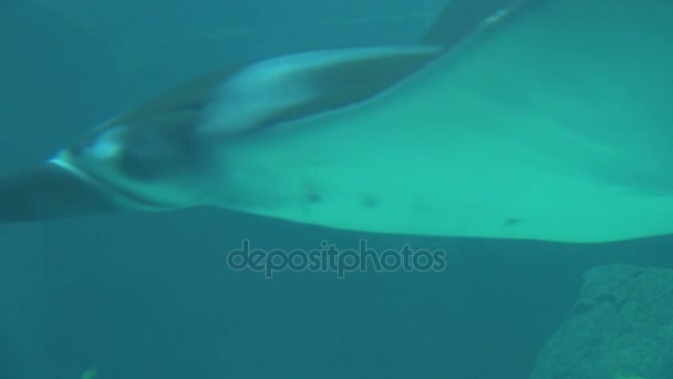 Közelkép a manta ray múlt kamera homályos vízben siklik - Felvétel, videó