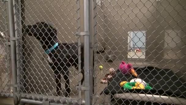 cute puppy czarny machanie ogonem wewnątrz klatki - Materiał filmowy, wideo