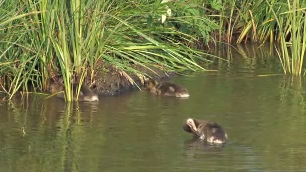cute ducklings near riverbank - Footage, Video