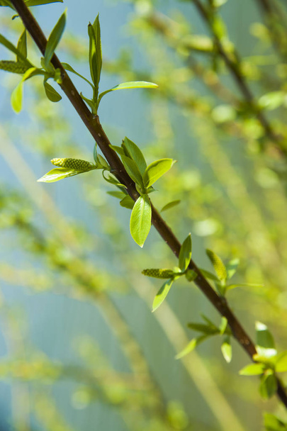 Green buds on branches in spring. Nature  blooming in spring time. Bokeh light background. - Zdjęcie, obraz