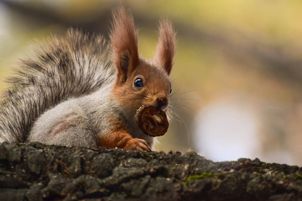 schöne Eichhörnchen im Wald.  - Foto, Bild