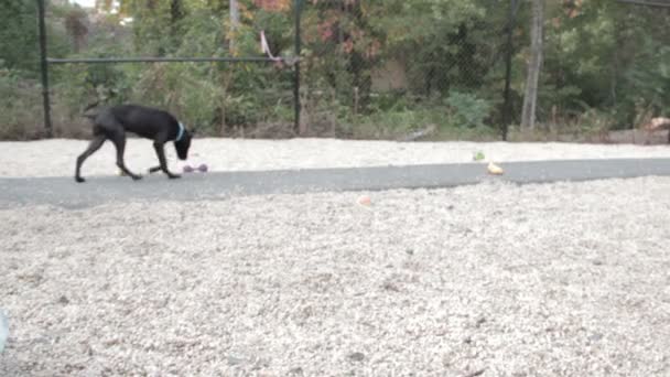 hond spelen met speelgoed in het zand - Video