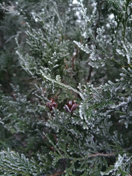 conifere nella neve - Foto, immagini