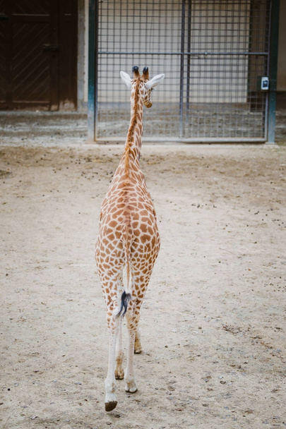 obecný plán, mladá Africká žirafa chodí pěšky napříč územím fotoaparát spatřen v oblačné počasí chladné období - Fotografie, Obrázek