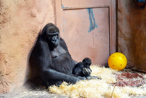 Горная горилла заботится о своём ребёнке.
. - Фото, изображение
