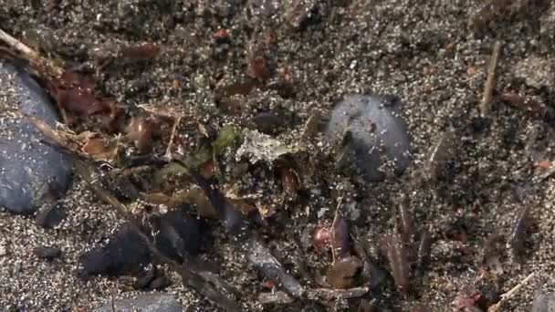 ψύλλους άμμου στην άμμο - Πλάνα, βίντεο