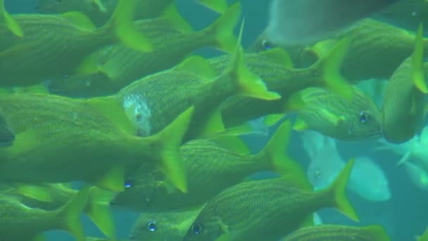 tropikal sarı balık sürüsü - Video, Çekim