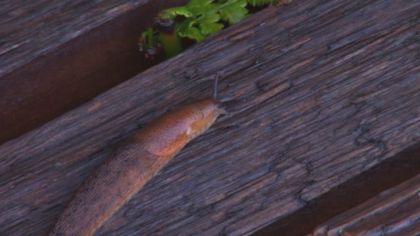 slak op houten bankje - Video