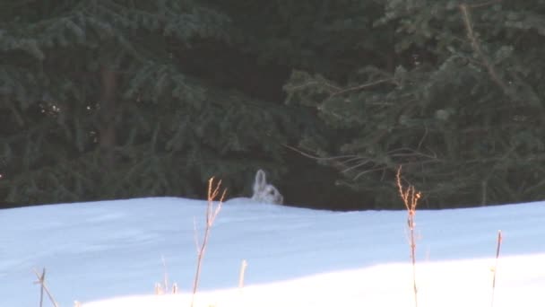 Заяц в заснеженном лесу
 - Кадры, видео