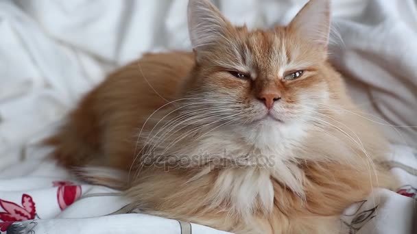 腹灰色の毛布、ふわふわのペットのベッドで横になっている生姜猫はもう寝る。居心地の良い家庭背景. - 映像、動画