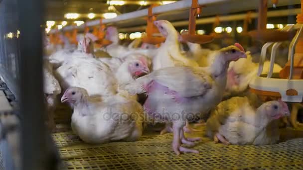 Chickens stand, sit, eat and drink inside a narrow cage. - Imágenes, Vídeo