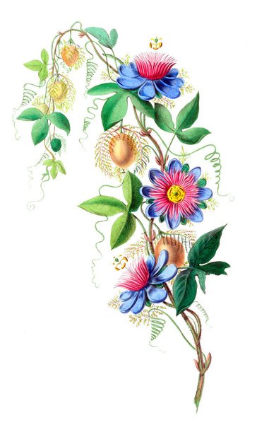 Flore d'Amerique, dessinée d'apres nature sur les lieux. 1843
 - Photo, image