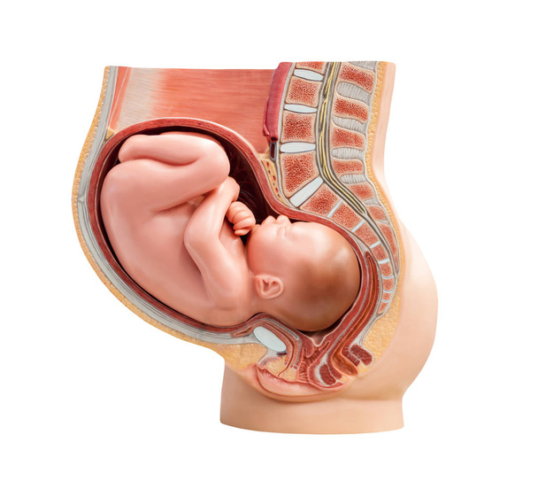 Sezione ad un utero femminile
 - Foto, immagini