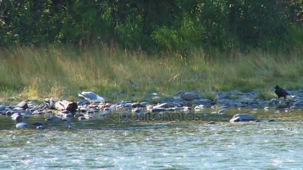 gabbiani che spazzano il salmone lungo la riva del fiume
 - Filmati, video