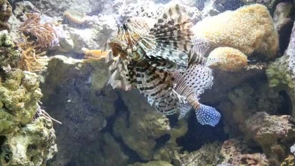 ολόκληρη την χειρός shot από δύο lionfish κολύμπι σε ένα ενυδρείο - Πλάνα, βίντεο