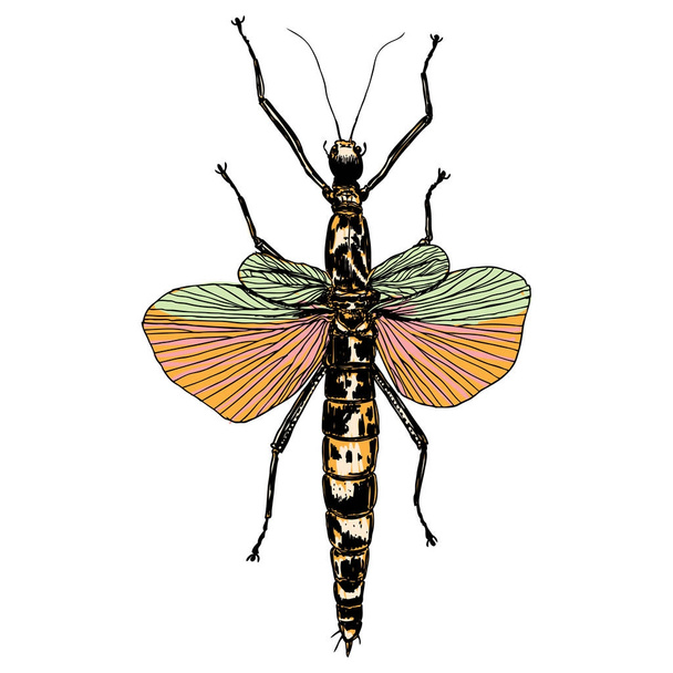 Color insects bug.  - Vettoriali, immagini