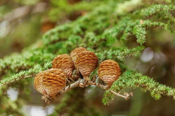 brown bumps on green spruce branch - 写真・画像