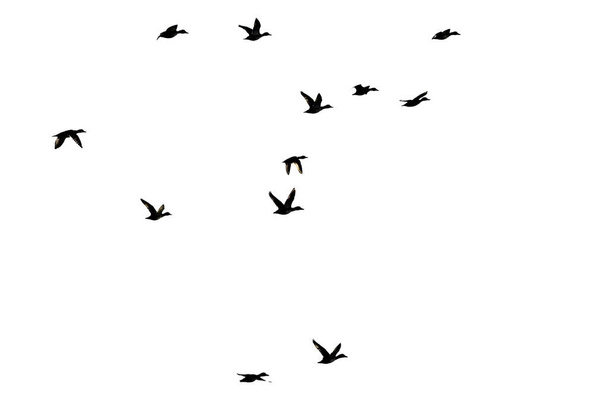 Troupeau de canards silhouettés sur fond blanc alors qu'ils volent
 - Photo, image
