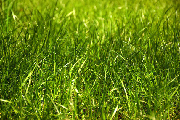 Tuore pitkä vihreä ruoho tausta
 - Valokuva, kuva