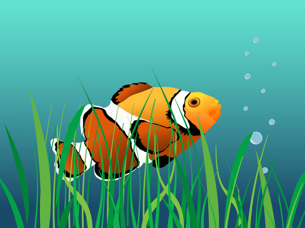 Coral reef clown fish - Vector, Image