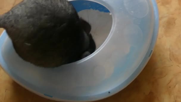 Domestic gray chinchilla bathing white sand - Video, Çekim