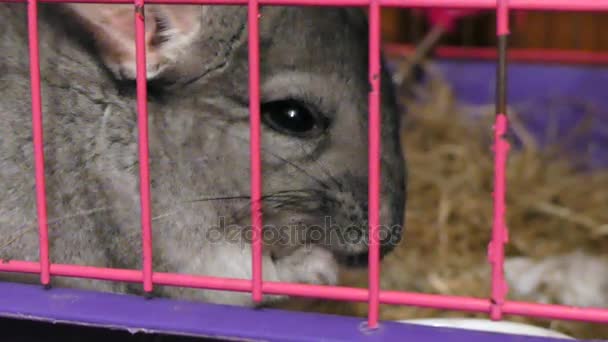 Chinchilla eating close up cage - Footage, Video