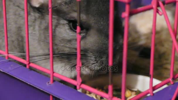 Εγχώρια τσιντσιλά κάθεται στο κλουβί - Πλάνα, βίντεο