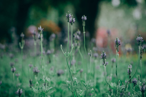Lavender flower - Beautiful lavender flower in The garden - Fotó, kép