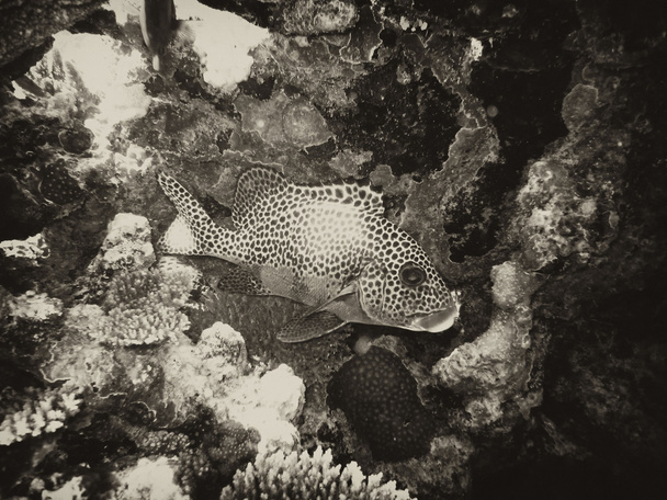Scena podwodna Wielkiej Rafy Koralowej - Zdjęcie, obraz