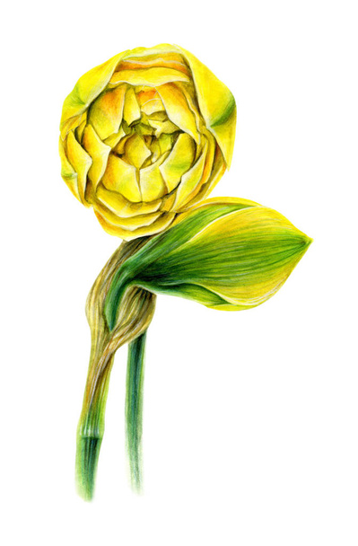Yellow narcissus. Spring garden flower. - Foto, Imagen
