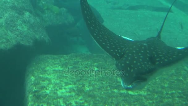 tracking manta ray gliding past camera across sea floor - Footage, Video
