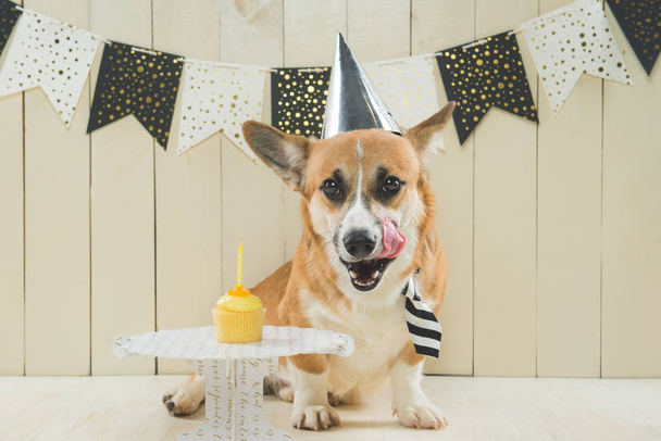 Corgi bonito pembroke usando chapéu de aniversário e cupcake festivo
 - Foto, Imagem