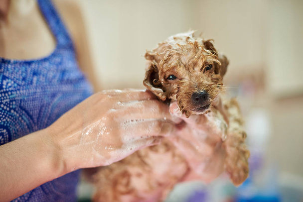 Close-up de cachorro bonito poodle marrom
 - Foto, Imagem
