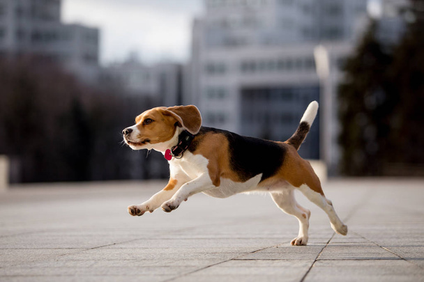 Beautiful dog of the Beagle breed - Фото, изображение