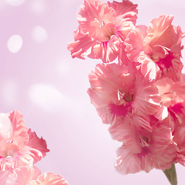 A branch of pink gladiolus on a gentle tinted background. - Foto, immagini