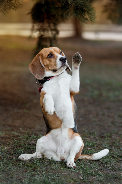 Cão bonito da raça de Beagle
 - Foto, Imagem