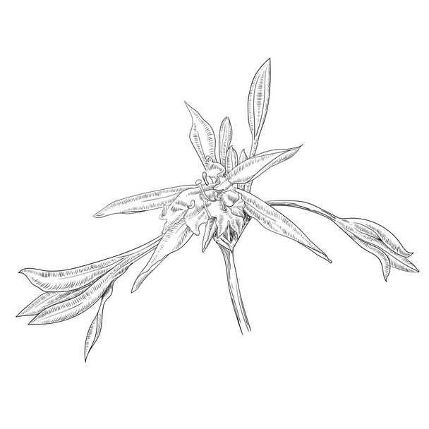 Hand Drawn Flowers Lilies on a white background - Vecteur, image